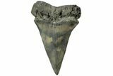 Fossil Broad-Toothed Mako Tooth - South Carolina #214483-1